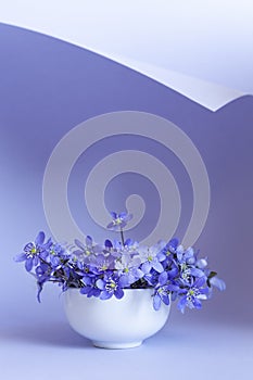 Fresh bouquet of delicate spring flowers liverwort Hepatica Nobilis in a white vase on a blue paper curl background