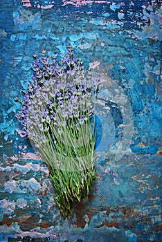 Fresh bouquet of fragrant lavender on a turquoise blue background. Lavender flowers