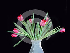fresh bouquet of tulips in a white vase on a black background