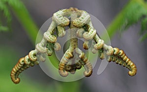 Fresh bracken bud