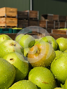 Fresh Bramley apples