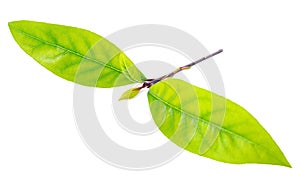 Fresh branch bay laurel leaves is isolated