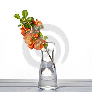 Fresh branch of blooming quince with red flowers in transparent glass vase isolated on table on white background