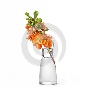 Fresh branch of blooming quince with red flowers in transparent glass vase isolated on white background