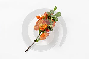 Fresh branch of blooming quince with red flowers in transparent glass vase isolated on white background