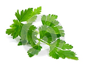 Fresh branch of green parsley photo