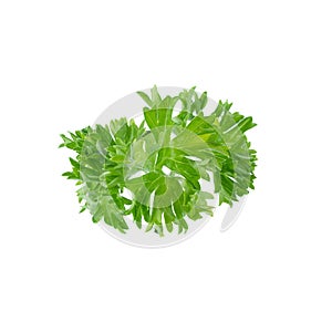 Fresh branch of green parsley natural food isolated on white background