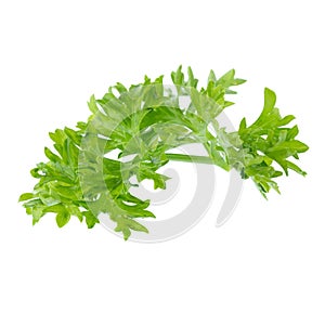 Fresh branch of green parsley natural food isolated on white background