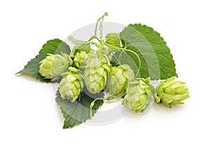 Fresh branch of hops.