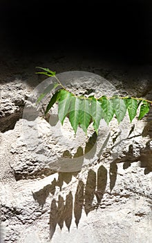 A fresh branch leaves with a summer shade and mediterranean stone wall concept. Dark cool shade above