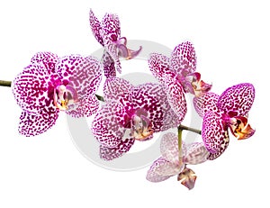 Fresh branch of lilac spotty orchid is isolated