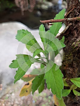 Fresh branch of red stem Egyptian Spinach or Jew& x27;s mallow, Corchorus olitorius or nalta jute leaves