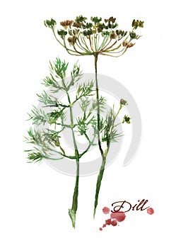 Fresh branche and leaves of dill.