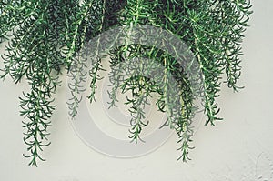 Fresh branches and leaves of rosemary in the vertical urban landscaping on the light wall. Spicy grass, spices. Background. Close