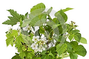 Fresh branches and little bug