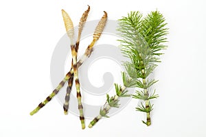 Fresh branches of the medicinal plant horsetail, Equisetum arvense