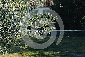 Fresh branches of olive tree in a garden. Selective focus
