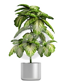 Fresh branchy home plant