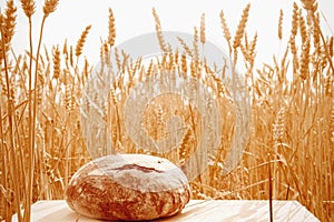 Fresh bread and wheat. Industrie, food and agriculture concept