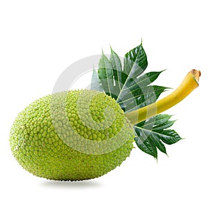 Fresh breadfruit isolated on a white background