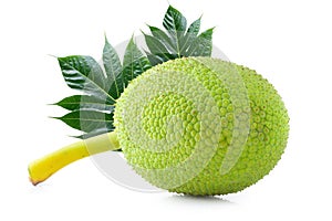 Fresh breadfruit isolated on a white background