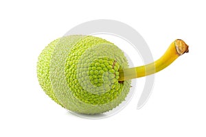 Fresh breadfruit isolated on a white background