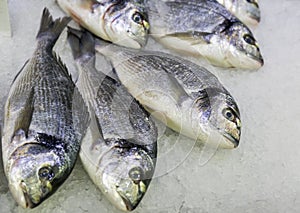 Fresh bream on ice at the seafood booth