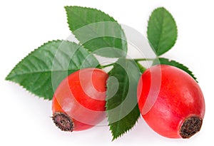 Fresh briar on white background