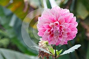 Fresh Bright Beautiful Pink Blooming Dahlia Wild Ornamental Flower. In the language of flowers, Dahlias represent dignity and stab photo