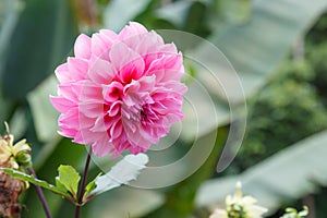 Fresh Bright Beautiful Pink Blooming Dahlia Wild Ornamental Flower. In the language of flowers, Dahlias represent dignity and stab