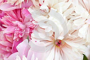 Fresh bright blooming peonies. Flower background