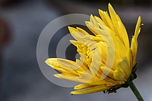 Fresh bright chrysanthemums. Yellow color Chrysanthemums flower in the garden. A bouquet of beautiful chrysanthemum flower