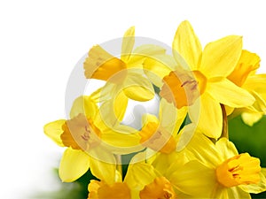 Fresh bright daffodils isolated on white