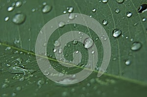 Fresh and bright dew drops on green leaf