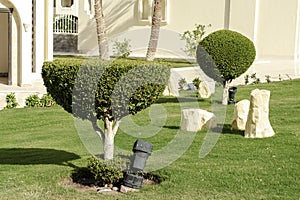 Fresh bright green bushes with vibrant green leaves on well-groomed trimmed lawn growing in summer hotel garden on warm