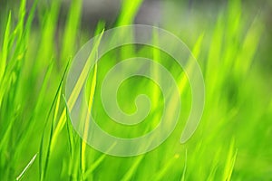 Fresh bright green grass on bokeh background. Plants in the meadow
