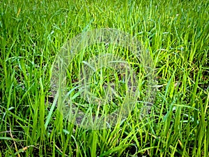 Fresh bright green grass, natural background texture