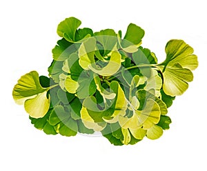 Fresh bright green leaves of ginkgo biloba. Isolated on white background. Branches of a ginkgo tree in the botanical garden in