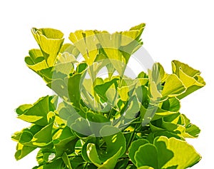 Fresh bright green leaves of ginkgo biloba. Isolated on white background. Branches of a ginkgo tree in the botanical garden in