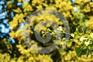 Čerstvé jasně zelené listy ginkgo biloba. Přírodní listí textury pozadí. Větve stromu ginkgo v botanické zahradě