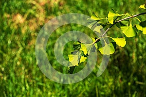 Čerstvé jasně zelené listy ginkgo biloba. Přírodní listí textury pozadí. Větve stromu ginkgo v botanické zahradě
