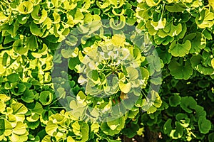 Fresh bright green leaves of ginkgo biloba. Natural foliage texture background. Branches of a ginkgo tree in the botanical garden