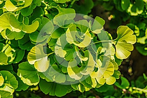 Fresh bright green leaves of ginkgo biloba. Natural foliage texture background. Branches of a ginkgo tree in the botanical garden