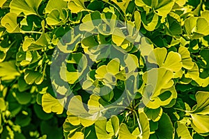 Fresh bright green leaves of ginkgo biloba. Natural foliage texture background. Branches of a ginkgo tree in the botanical garden