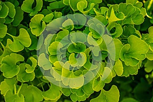 Fresh bright green leaves of ginkgo biloba. Natural foliage texture background. Branches of a ginkgo tree in the botanical garden