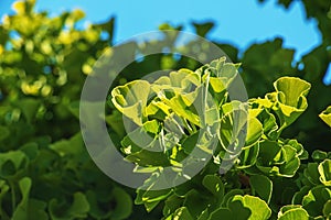 Fresh bright green leaves of ginkgo biloba. Natural foliage texture background. Branches of a ginkgo tree in the botanical garden