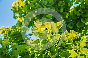 Fresh bright green leaves of ginkgo biloba. Natural foliage texture background. Branches of a ginkgo tree in the botanical garden