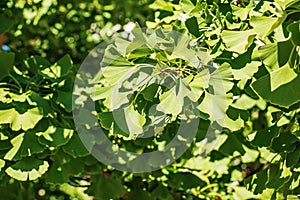 Čerstvé jasne zelené listy ginkgo biloba. Prírodné lístie textúry pozadia. Vetvy stromu ginko v Nitre na Slovensku