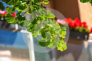 Fresh bright green leaves of ginkgo biloba. Natural foliage texture background. Branches of a ginkgo tree in Nitra in Slovakia