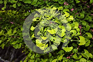 Čerstvé jasne zelené listy ginkgo biloba. Prírodný list textúry pozadia. Vetvy stromu ginka v Nitre na Slovensku. latinčina